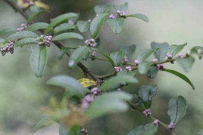 Ilex lohfauensis, photographed by Agnes Trekker