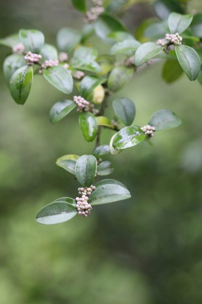 Ilex lohfauensis, photographed by Agnes Trekker
