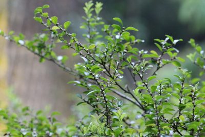 Ilex lohfauensis, photographed by Agnes Trekker