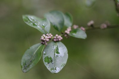 Ilex lohfauensis, photographed by Agnes Trekker