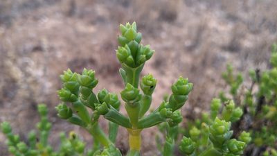 Tecticornia triandra, photographed by Dylan Butcher