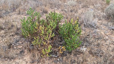 Tecticornia triandra, photographed by Dylan Butcher