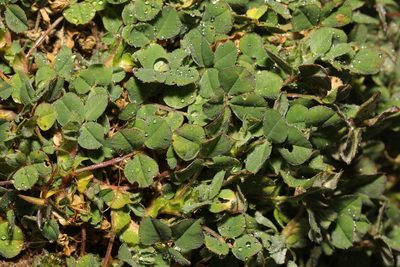Trifolium striatum, photographed by Stephen James McWilliam