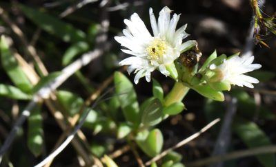 Delosperma uncinatum, photographed by Andrew Gillespie