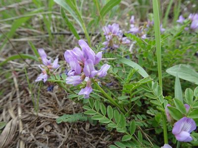 Astragalus distortus, photographed by Thomas Koffel