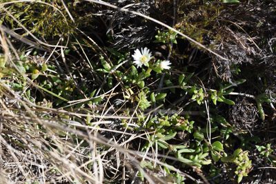 Delosperma uncinatum, photographed by Andrew Gillespie