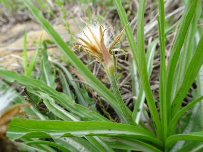 Nothocalais cuspidata, photographed by Thomas Koffel