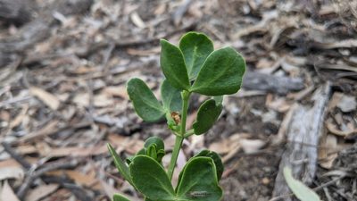 Roepera apiculata, photographed by Dylan Butcher