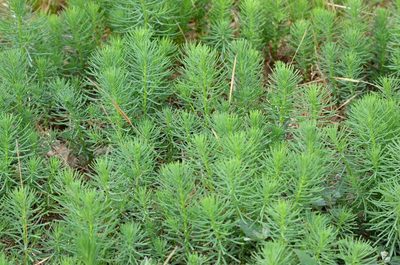 Suaeda glauca, photographed by Zinogre