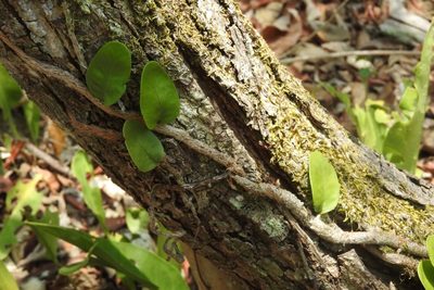 Microgramma nitida, photographed by Sebastián de Jesús Herrera Buenfil