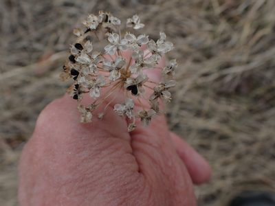 Allium stellatum, photographed by Mary Krieger