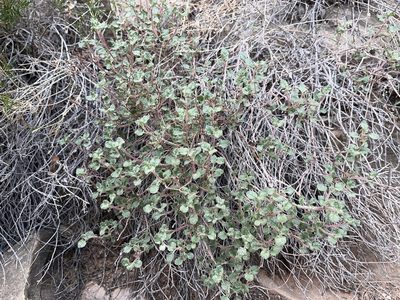 Eriogonum corymbosum, photographed by Robbie Hannawacker