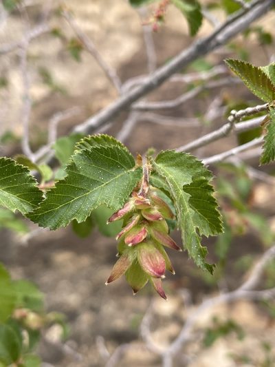 Ostrya knowltonii, photographed by Robbie Hannawacker