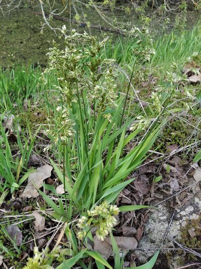 Anthoxanthum repens, photographed by Oleksii Vasyliuk