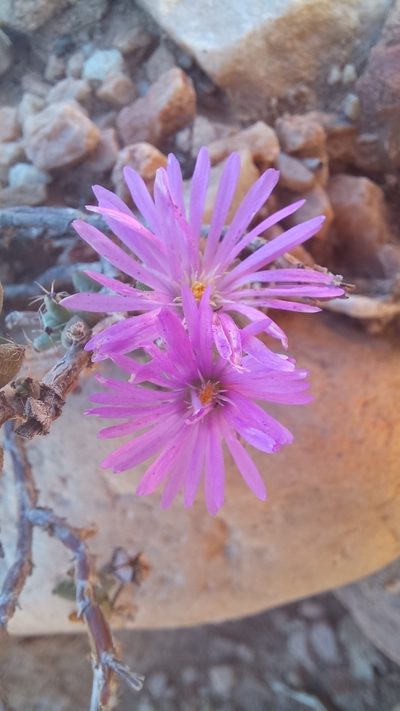 Trichodiadema burgeri, photographed by kevin koen