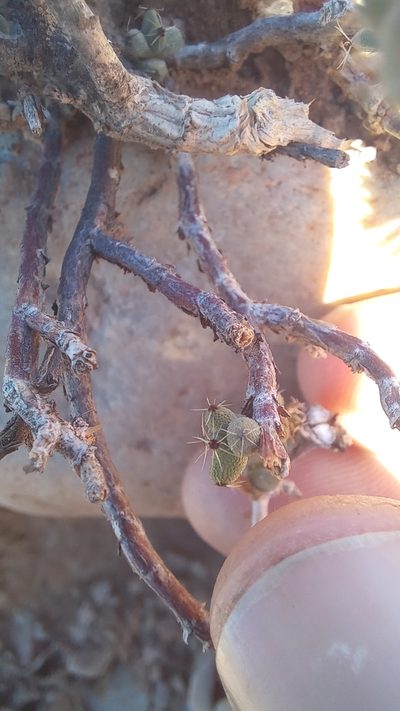 Trichodiadema burgeri, photographed by kevin koen