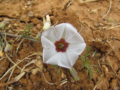 Convolvulus laciniatus, photographed by Manuel Roncal