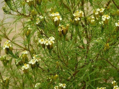 Tagetes argentina, photographed by Guillermo Debandi