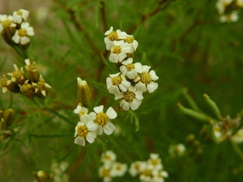 Tagetes argentina, photographed by Guillermo Debandi