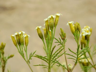 Tagetes argentina, photographed by Guillermo Debandi