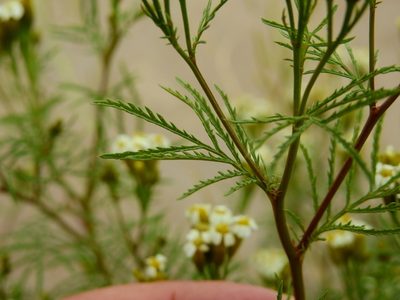 Tagetes argentina, photographed by Guillermo Debandi