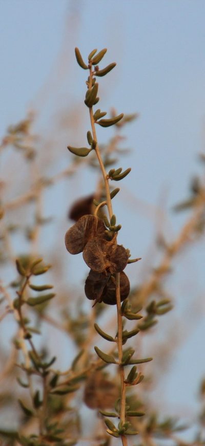 Tetragonia calycina, photographed by Tony Rebelo