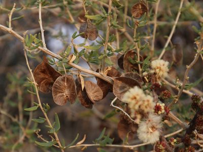 Tetragonia calycina, photographed by Tony Rebelo