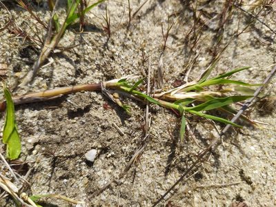 Agrostis stolonifera, photographed by carnifex