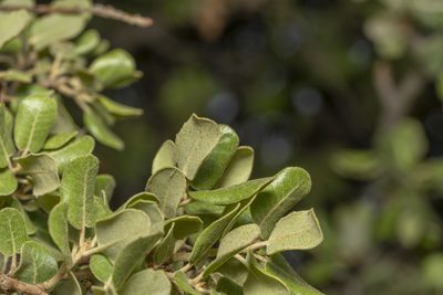 Quercus aucheri, photographed by Eleftherios Katsillis