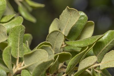 Quercus aucheri, photographed by Eleftherios Katsillis