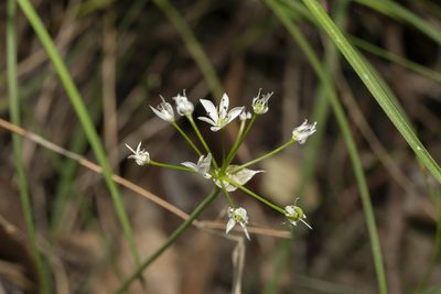 Allium subhirsutum, photographed by Eleftherios Katsillis
