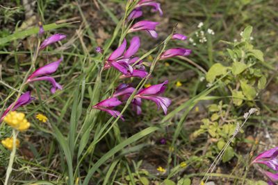 Gladiolus italicus, photographed by Eleftherios Katsillis