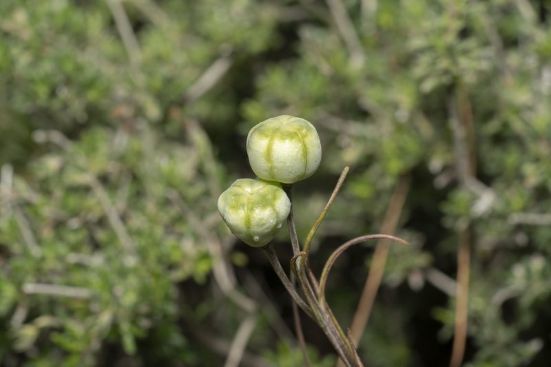 Fritillaria rhodia, photographed by Eleftherios Katsillis