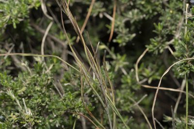 Fritillaria rhodia, photographed by Eleftherios Katsillis
