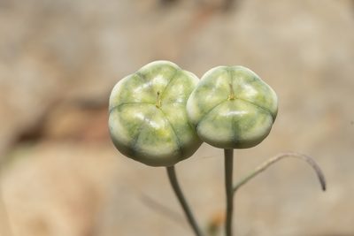 Fritillaria rhodia, photographed by Eleftherios Katsillis