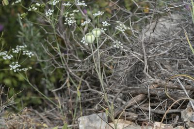 Fritillaria rhodia, photographed by Eleftherios Katsillis