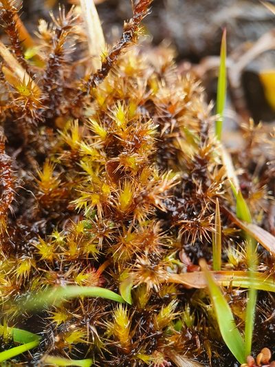 Campylium stellatum, photographed by Jonathan Hughes