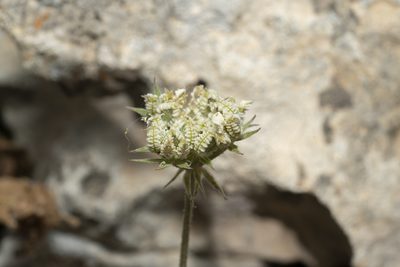 Tordylium aegaeum, photographed by Eleftherios Katsillis