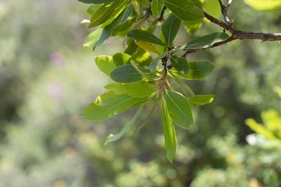 Arbutus andrachne, photographed by Eleftherios Katsillis