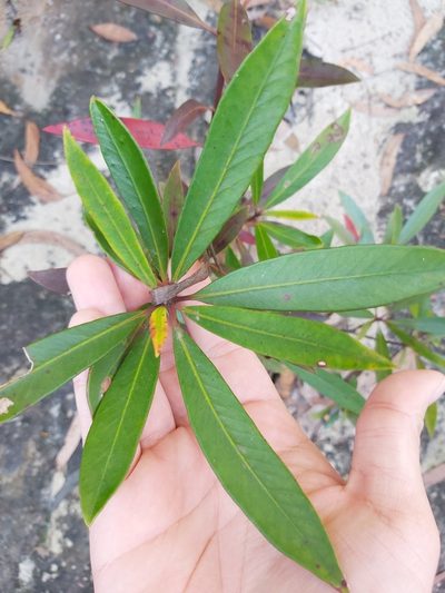 Tristaniopsis laurina, photographed by Tim