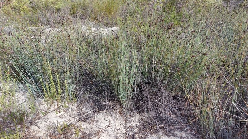 Cannomois arenicola, photographed by Jacques van der Merwe