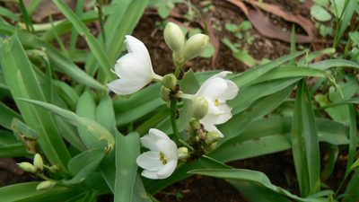 Chlorophytum tuberosum, photographed by Dinesh Valke