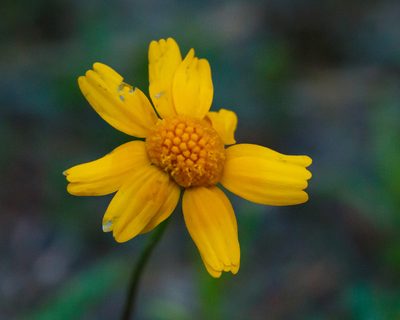 Tetraneuris linearifolia, photographed by Meghan Cassidy