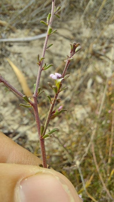 Muraltia rhamnoides, photographed by Jacques van der Merwe
