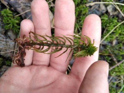Sphagnum riparium, photographed by evgeniq_benihanov