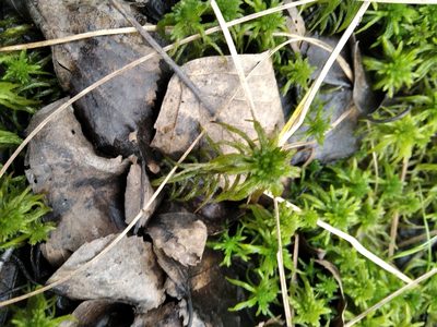 Sphagnum riparium, photographed by evgeniq_benihanov