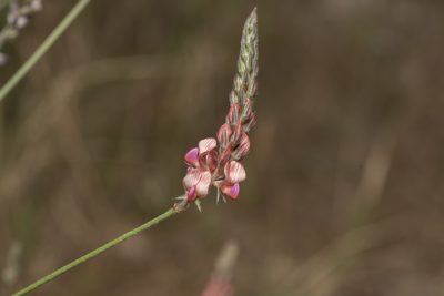 Onobrychis gracilis, photographed by Eleftherios Katsillis