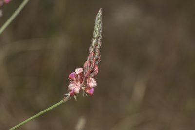 Onobrychis gracilis, photographed by Eleftherios Katsillis