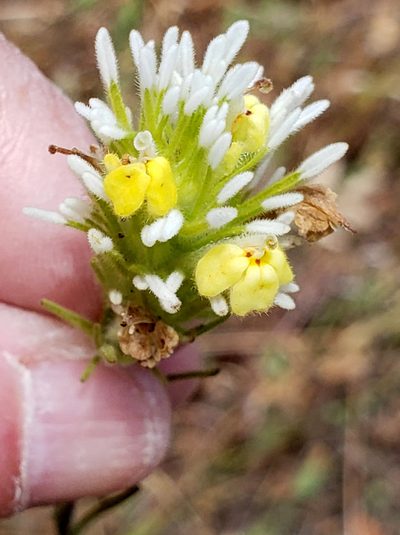 Castilleja lineariloba, photographed by Mary K. Hanson