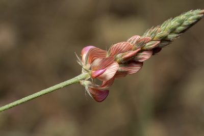 Onobrychis gracilis, photographed by Eleftherios Katsillis